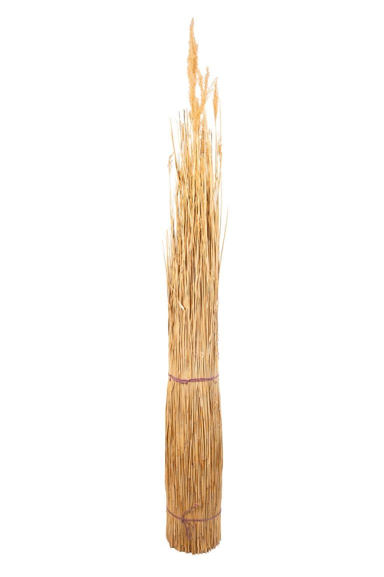 Chinees Riet - 100 - 130 cm SPITS