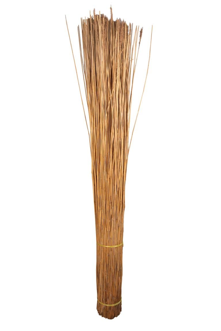 Chinees Riet - 170 - 200 cm - TS
