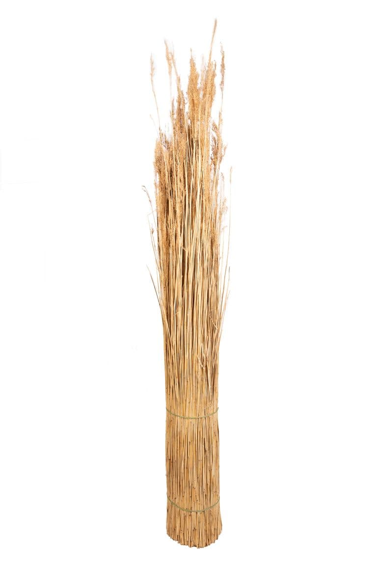 Chinees Riet - Lengte 130 - 170 cm TS